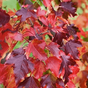 Amur Maple
